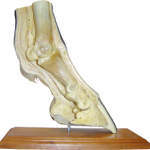 HOOF MODEL 3D